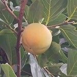 Diospyros kaki Fruit