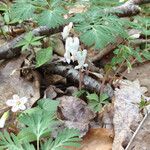 Dicentra canadensis पत्ता