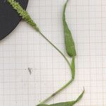 Setaria verticillata फूल