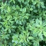 Trigonella foenum-graecum पत्ता