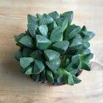 Haworthia mutica Hoja