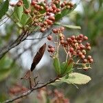 Photinia arbutifolia ফল