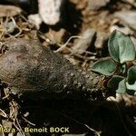 Dioscorea pyrenaica Habit