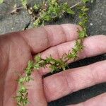 Veronica peregrina Leaf