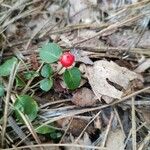 Mitchella repens Other