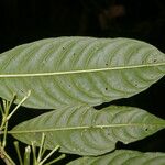 Cestrum microcalyx Deilen