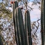 Pachycereus pringlei Yaprak