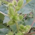 Xanthium strumarium फल