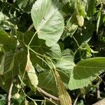 Tilia dasystyla List