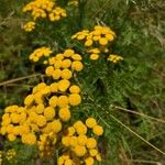 Tanacetum vulgareBlomst