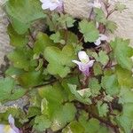 Cymbalaria muralis Leaf