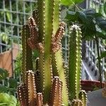 Acanthocereus tetragonus ഇല