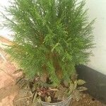 Cupressus lusitanicaFolha