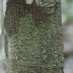 Vatairea erythrocarpa Кора