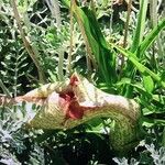 Helicodiceros muscivorus Flor