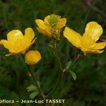 Ranunculus spicatus Cvet