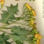 Sonchus pinnatifidus Alia