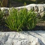 Bulbine frutescens Feuille