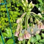 Allium siculum Kvet