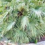 Chamaerops humilis Folha