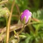 Spergula purpurea Квітка