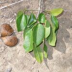 Aspidosperma pyrifolium Foglia