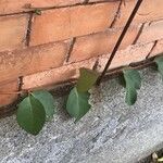 Decumaria barbara Leaf