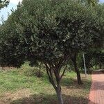 Euclea crispa عادت داشتن