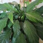 Spathiphyllum wallisiiLeht