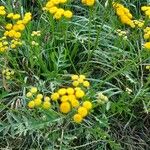 Tanacetum vulgareFlor