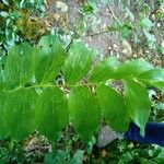 Polygonatum latifolium 葉