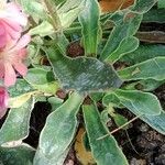 Lewisia cotyledon Hoja