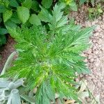 Artemisia princeps List