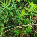 Euphorbia esula Leaf