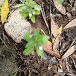 Sideritis romanaFlower