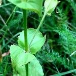 Mimulus guttatus Blad