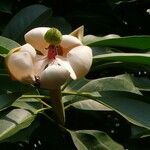 Magnolia fordiana Цветок