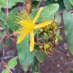 Hypericum grandifolium Vaisius