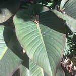 Philodendron davidsonii Blad