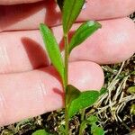 Polygala alpestris Blatt