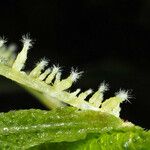 Myriocarpa cordifolia Blomst