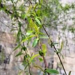 Salix triandra Kwiat
