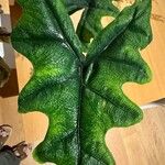 Alocasia scalprum Feuille