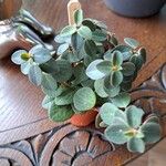 Peperomia verticillata Feuille