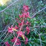 Clerodendrum indicum अन्य