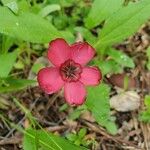 Linum grandiflorumBlüte