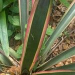 Aechmea lueddemanniana Lapas