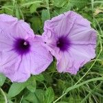 Ipomoea cairica പുഷ്പം