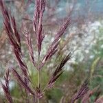 Calamagrostis pseudophragmites Kvet