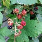 Rubus gratusFruit